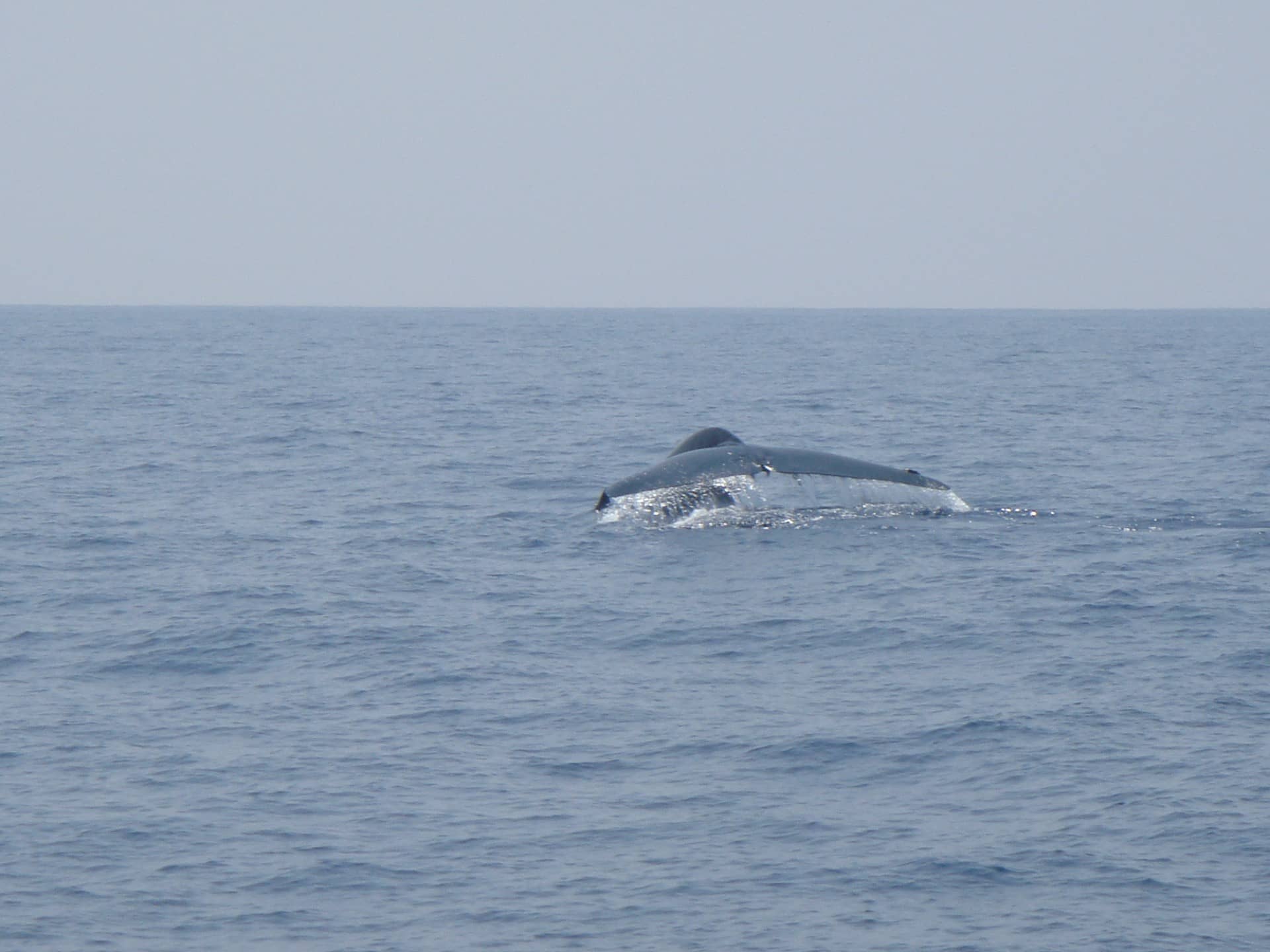 whales watching in mirissa